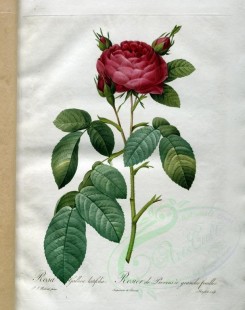 roses_flowers-00442 - rosa gallica latifolia [3400x4300]