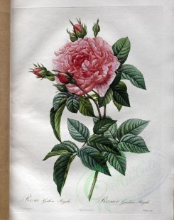 roses_flowers-00447 - rosa gallica regalis [3400x4300]