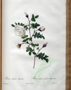 roses_flowers-00452 - rosa hispida argentea [3400x4300]