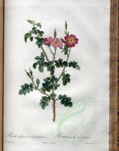roses_flowers-00512 - rosa rubiginosa aculeatisima [3400x4300]