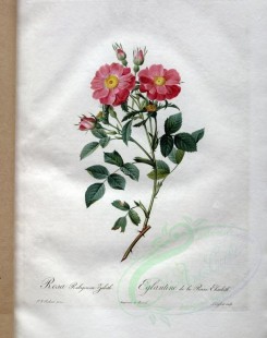 roses_flowers-00518 - rosa rubiginosa zabeth [3400x4300]