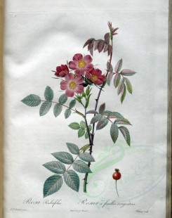 roses_flowers-00519 - rosa rubrifolia [3400x4300]