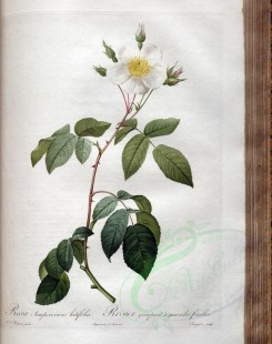 roses_flowers-00521 - rosa sempervirens latifolia [3400x4300]