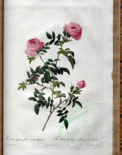 roses_flowers-00523 - rosa sepium flore submultiplici [3400x4300]