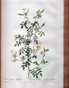roses_flowers-00524 - rosa sepium myrtifolia [3400x4300]