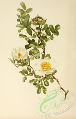 roses_flowers-00544 - Macartney Rose, rosa bracteata [2851x4454]