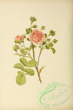 roses_flowers-00625 - Crested Provence Rose, rosa centifolia cristata [3220x4831]