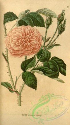 roses_flowers-00706 - Rose Princesse Royale