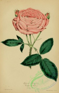 roses_flowers-00770 - rosa hybrid bourbon