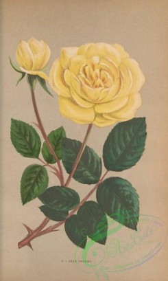 roses_flowers-00883 - Rose Jean Pernet