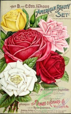 roses_flowers-01195 - 012-Rose