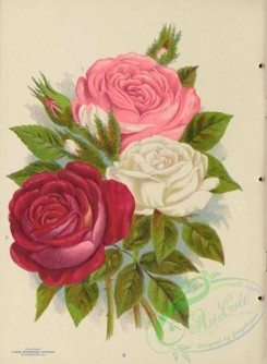 roses_flowers-01755 - 037-Roses, 004