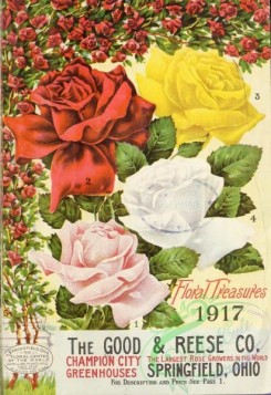 roses_flowers-01809 - 053-Roses, Rambler