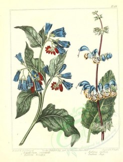 sage-00001 - Eastern Comfrey, Indian Sage - symphytum orientale, salvia indica [2348x3089]