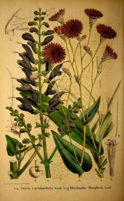 sage-00105 - salvia cacaliaefolia, rhodanthe manglesii [2938x4717]