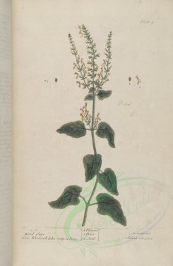 sage-00173 - Wood Sage, scorodonia, salvia sylvestris [3456x5303]