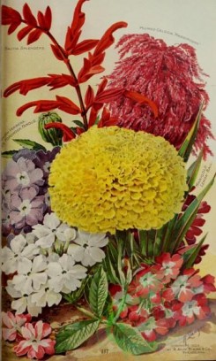 sage-00208 - 075-Verbena, salvia splendens, celosia, marigold, chrysanthemum