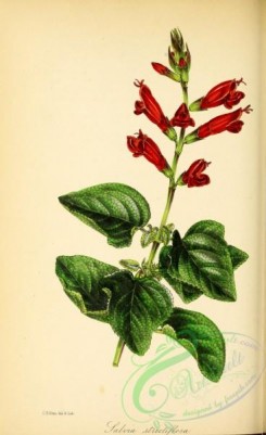 sage-00230 - Erect-flowered Sage, salvia strictiflora