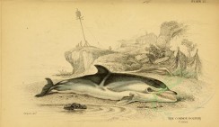 sea_animals-00117 - Common Dolphin [3118x1801]