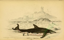 sea_animals-00122 - Delphinorynchus of Breda [3118x1959]