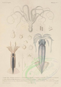 sea_animals-00164 - octopus niveus, calmar (loligo oualaniensis), onychoteuthis lessonii [3419x4893]