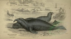 sea_animals-00183 - Elephant Seal [3662x2012]