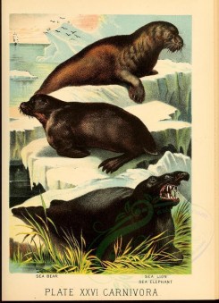 sea_animals-00213 - Sea Bear, Sea Lion, Sea Elephant [2376x3286]