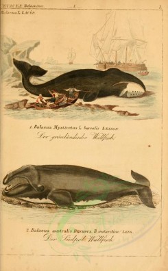 sea_animals-00218 - balaena mysticetus, balaena australis [2329x3765]