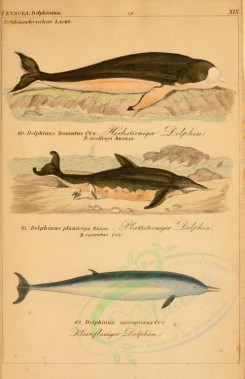 sea_animals-00227 - delphinus frontatus, delphinus planiceps, delphinus micropterus [2410x3719]