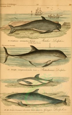 sea_animals-00230 - delphinus intermedius, delphinus compressicauda, delphinus obscurus [2352x3765]