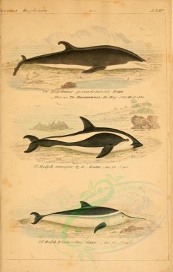 sea_animals-00235 - delphinus pseudotursio, delphinus cruciger, delphinus blainvillei [2398x3765]
