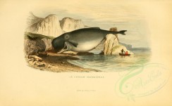 sea_animals-00243 - Sperm whale [3918x2423]
