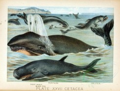 sea_animals-00328 - Right Whale, Black Fish, Porpoise, Dolphin [2734x2078]