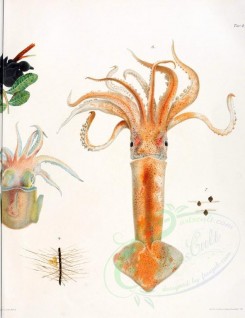 sea_animals-00336 - illex coindetii, loligo marmorae, sepia officinalis, sepiola rondeletii, rossia macrosoma, todaropsis veranyi, sepia orbignyana, 2 [2748x3570]