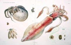 sea_animals-00340 - loligo vulgaris, argonauta argo, rossia macrosoma, loligo forbesii, octopus vulgaris, sepia elegans, 3 [3927x2520]