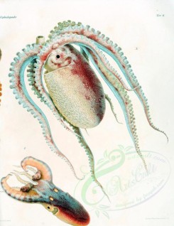sea_animals-00345 - octopus macropus, tremoctopus violaceus, ocythoe tuberculata, 2 [2748x3570]