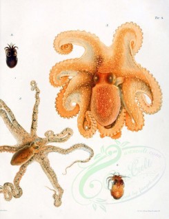 sea_animals-00348 - octopus vulgaris, octopus de filippi, octopus salutii, sepia orbignyana, sepiola rondeletii, 2 [2748x3570]