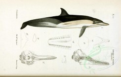 sea_animals-00461 - Yellow-sided Dolphin [2862x1826]
