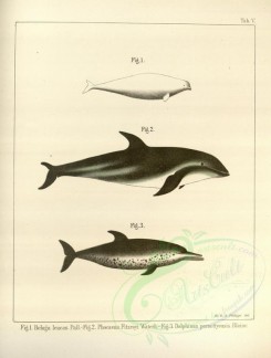 sea_animals-00530 - beluga leucas, phocaena fitzroyi, delphinus pernettyensis [3429x4535]