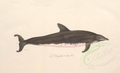 sea_animals-00579 - Dolphin, 2 [3663x2230]