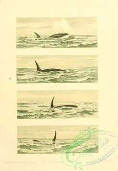 sea_animals-00633 - Whales