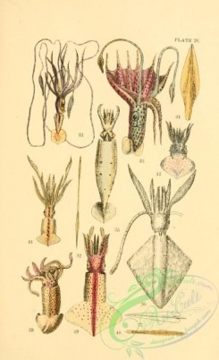 sea_animals-00638 - chiroteuthis veranyi, histioteuthis bonelliana, loligopsis guttata, thysanoteuthis rhombus, gonatus amoena, onychoteuthis krohni, onychia caribaea, verania sicula
