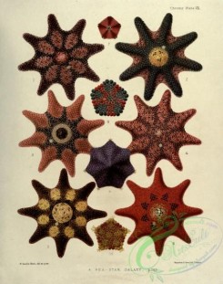 sea_animals-00648 - Sea-Star, Starfish
