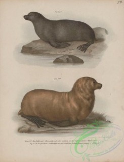 sea_animals-00761 - 001-arctocephalus falclandicus, otaria jubata