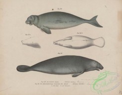 sea_animals-00775 - 005-halicore cetacea, manatus australis