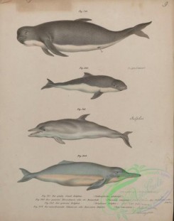 sea_animals-00778 - 008-globicephalus globiceps, phocaena communis, delphinus delphis, inia amazonica
