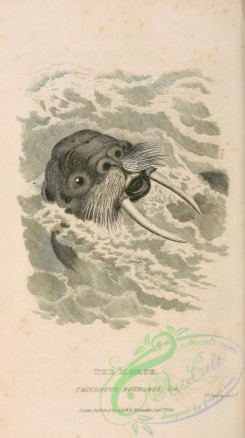 sea_animals_bw-00006 - 004-Morse, trichecus rosmarus