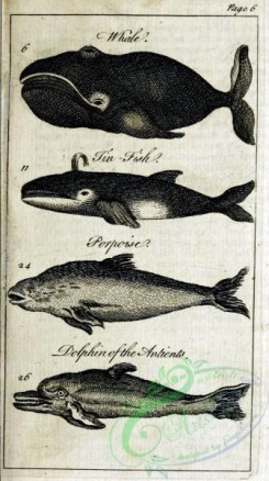 sea_animals_bw-00109 - 001-Tin-fish, Porpoise, Dolphin