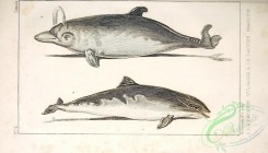 sea_animals_bw-00116 - 004-delphinus delphis, delphinus phocaena