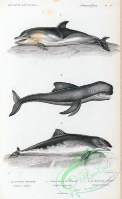 sea_animals_bw-00150 - 002-delpinus delphis, delpihinus globiceps, delpihinus phocoena